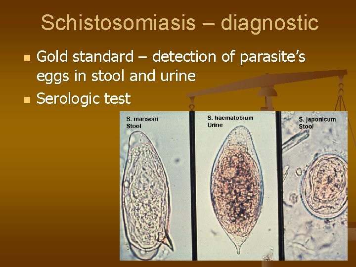 Schistosomiasis – diagnostic n n Gold standard – detection of parasite’s eggs in stool