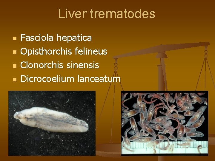 Liver trematodes n n Fasciola hepatica Opisthorchis felineus Clonorchis sinensis Dicrocoelium lanceatum 