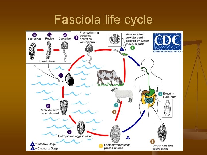 Fasciola life cycle 