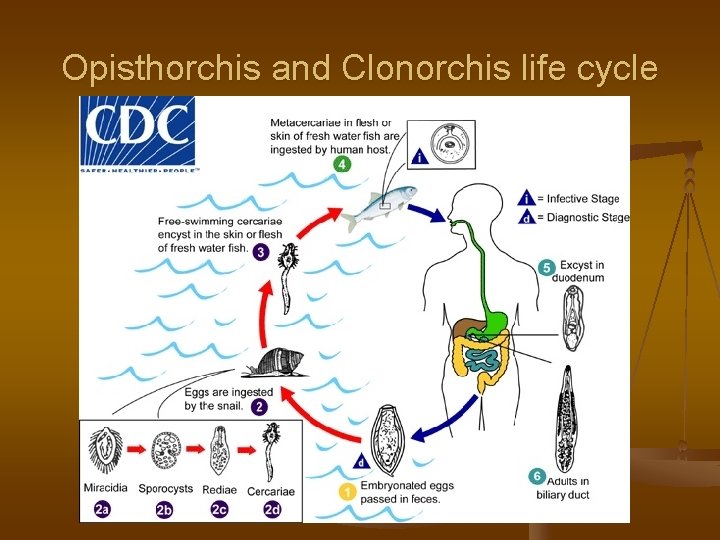 Opisthorchis and Clonorchis life cycle 