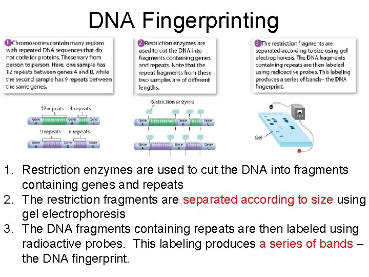 DNA Fingerprinting 1. Restriction enzymes are used to cut the DNA into fragments containing