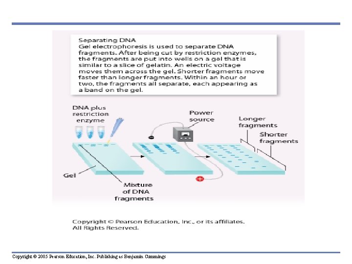 Copyright © 2005 Pearson Education, Inc. Publishing as Benjamin Cummings 