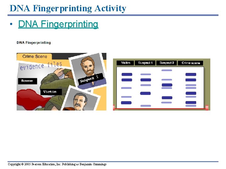 DNA Fingerprinting Activity • DNA Fingerprinting Copyright © 2005 Pearson Education, Inc. Publishing as