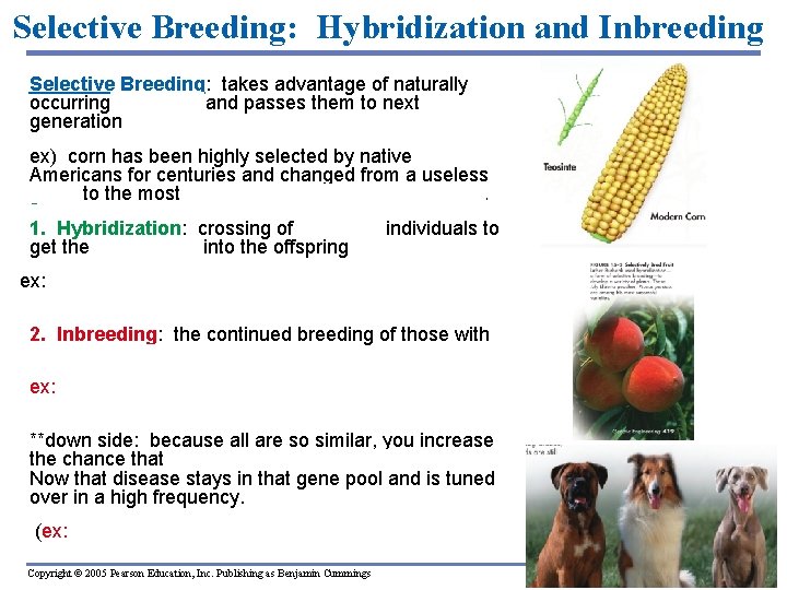 Selective Breeding: Hybridization and Inbreeding Selective Breeding: takes advantage of naturally occurring variations and