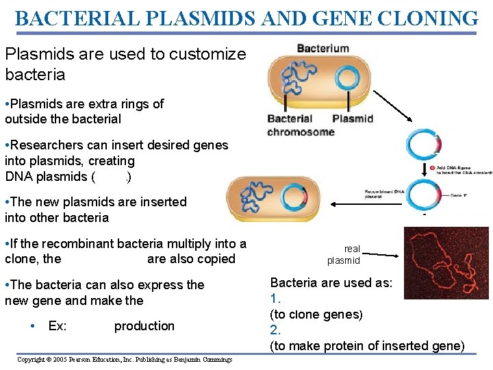 BACTERIAL PLASMIDS AND GENE CLONING Plasmids are used to customize bacteria • Plasmids are