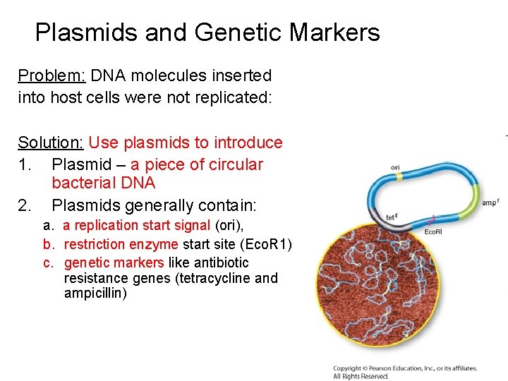 Plasmids and Genetic Markers Problem: DNA molecules inserted into host cells were not replicated:
