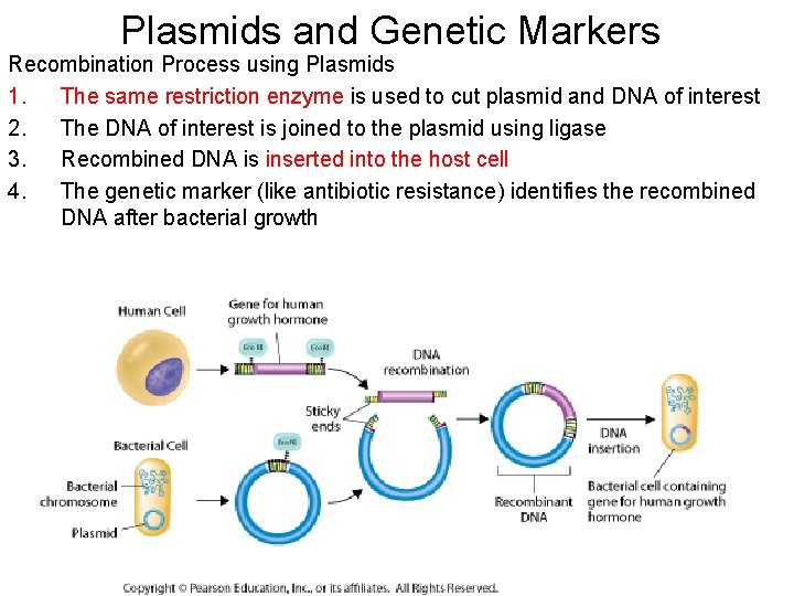 Plasmids and Genetic Markers Recombination Process using Plasmids 1. The same restriction enzyme is