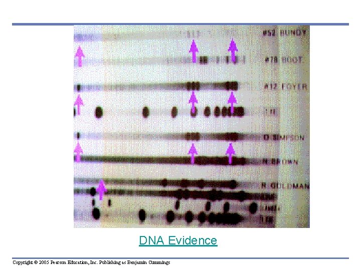 DNA Evidence Copyright © 2005 Pearson Education, Inc. Publishing as Benjamin Cummings 