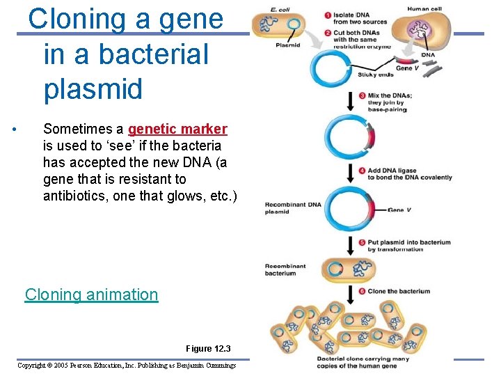 Cloning a gene in a bacterial plasmid • Sometimes a genetic marker is used
