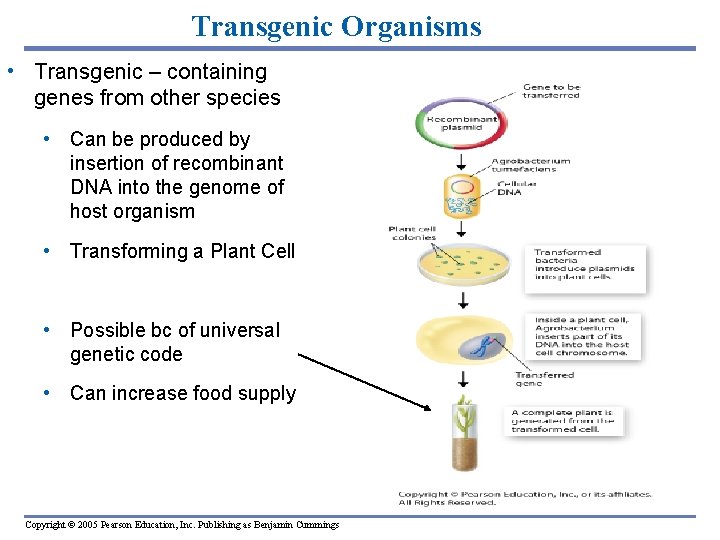 Transgenic Organisms • Transgenic – containing genes from other species • Can be produced