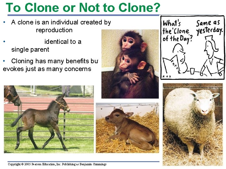 To Clone or Not to Clone? • A clone is an individual created by