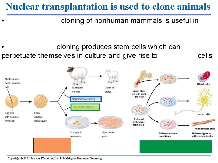 Nuclear transplantation is used to clone animals • * Reproductive cloning of nonhuman mammals