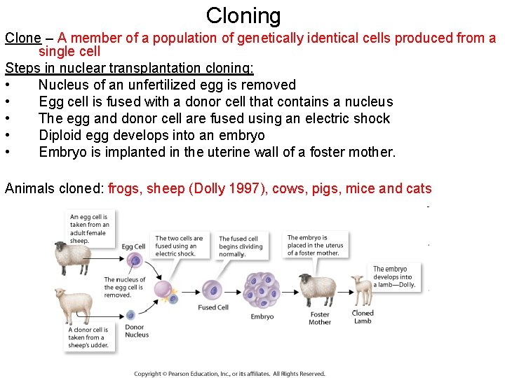 Cloning Clone – A member of a population of genetically identical cells produced from