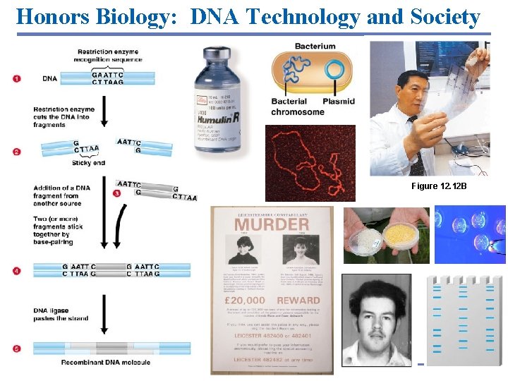 Honors Biology: DNA Technology and Society Figure 12. 12 B Copyright © 2005 Pearson