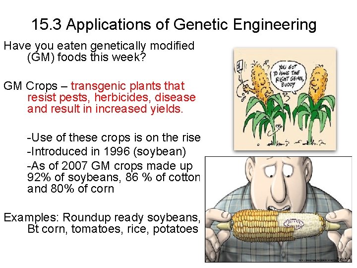 15. 3 Applications of Genetic Engineering Have you eaten genetically modified (GM) foods this