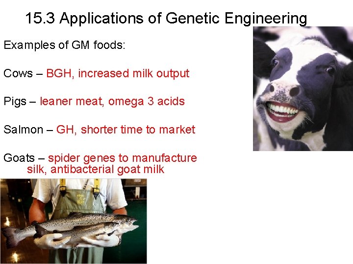 15. 3 Applications of Genetic Engineering Examples of GM foods: Cows – BGH, increased