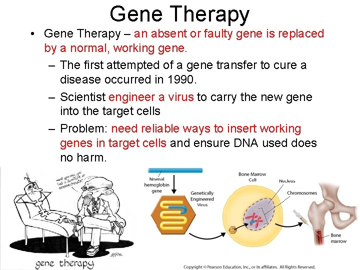 Gene Therapy • Gene Therapy – an absent or faulty gene is replaced by