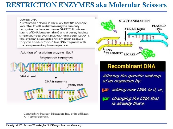 RESTRICTION ENZYMES aka Molecular Scissors Copyright © 2005 Pearson Education, Inc. Publishing as Benjamin