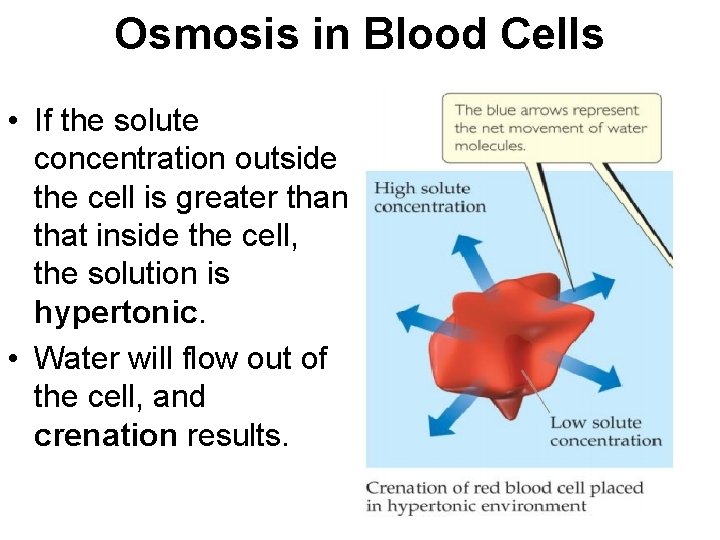 Osmosis in Blood Cells • If the solute concentration outside the cell is greater