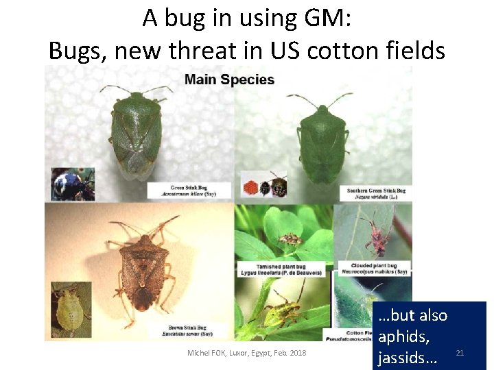 A bug in using GM: Bugs, new threat in US cotton fields Michel FOK,