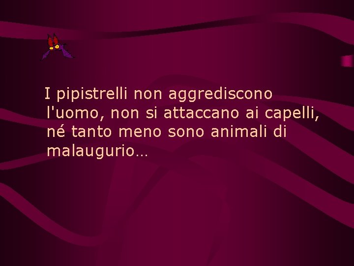 I pipistrelli non aggrediscono l'uomo, non si attaccano ai capelli, né tanto meno sono