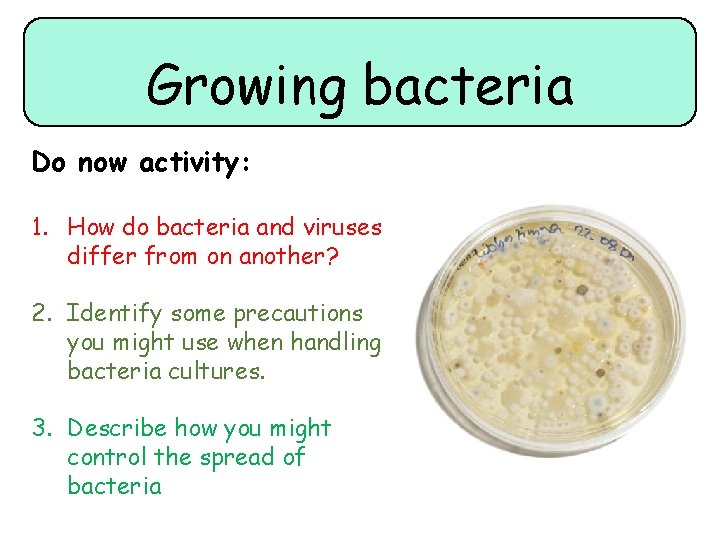 Growing bacteria Do now activity: 1. How do bacteria and viruses differ from on