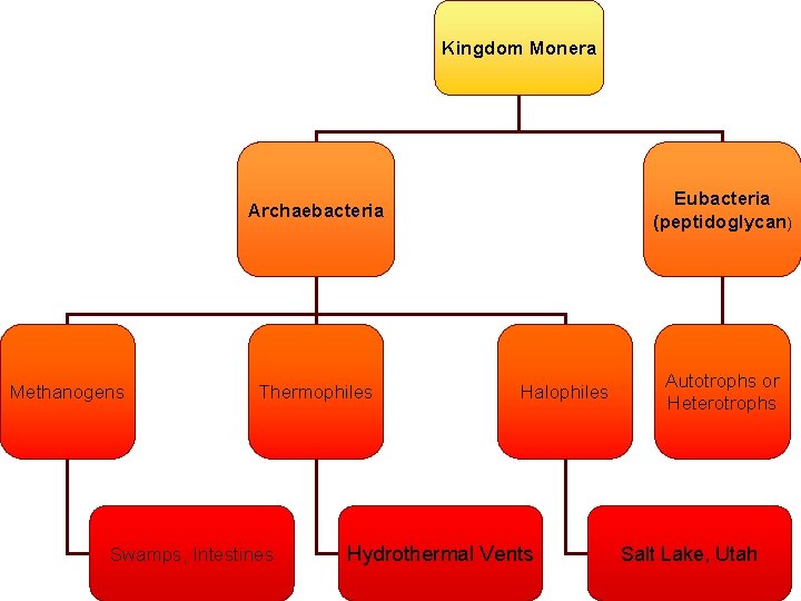 Kingdom Monera Eubacteria (peptidoglycan) Archaebacteria Methanogens Thermophiles Swamps, Intestines Halophiles Hydrothermal Vents Autotrophs or