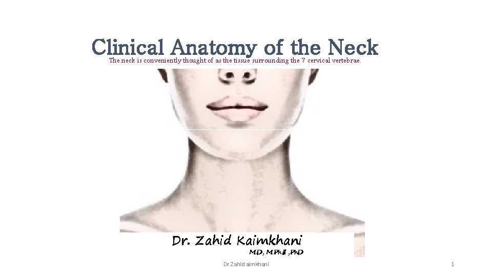 Clinical Anatomy of the Neck The neck is conveniently thought of as the tissue