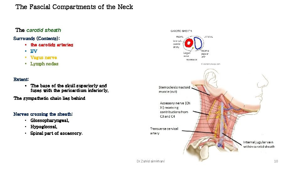 The Fascial Compartments of the Neck The carotid sheath Surrounds (Contents): § the carotids