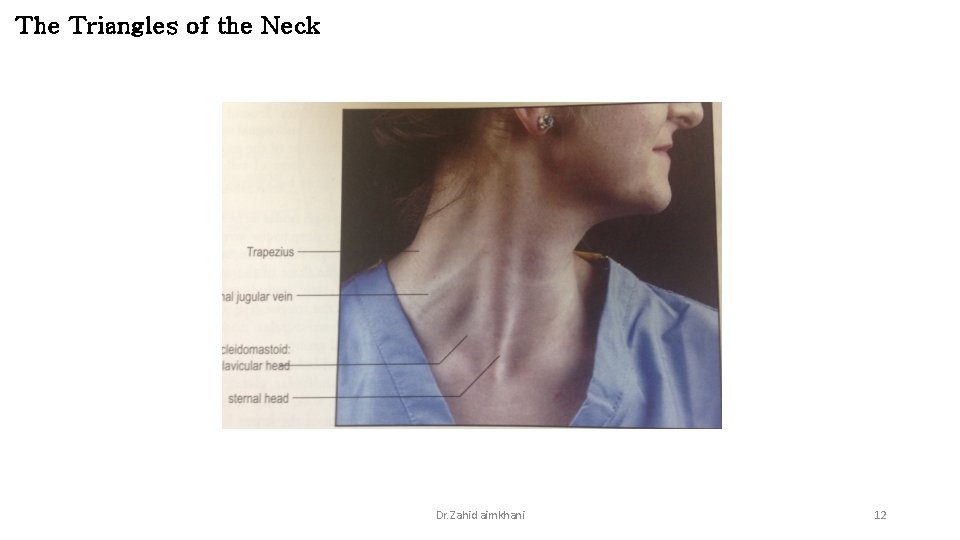 The Triangles of the Neck Dr. Zahid aimkhani 12 