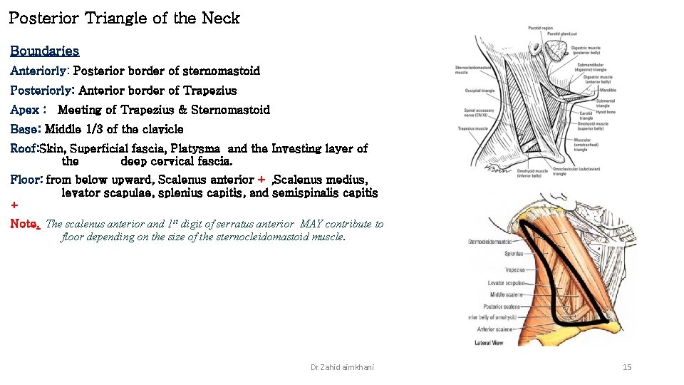 Posterior Triangle of the Neck Boundaries Anteriorly: Posterior border of sternomastoid Posteriorly: Anterior border