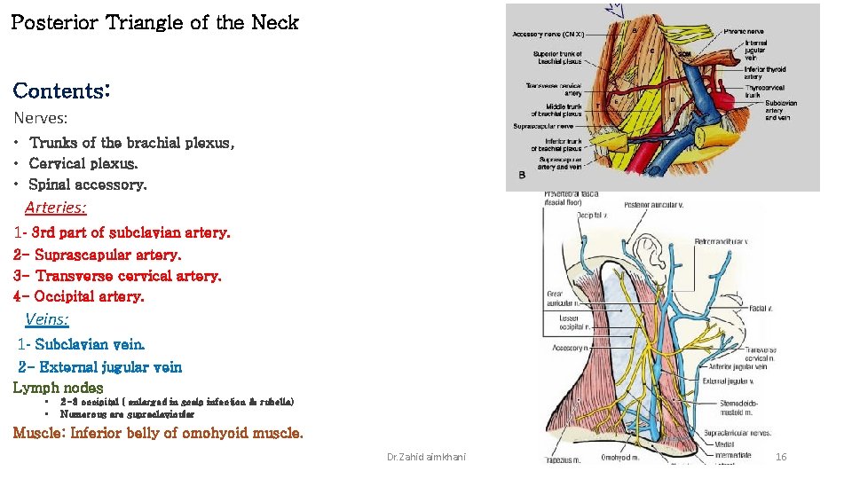 Posterior Triangle of the Neck Contents: Nerves: • Trunks of the brachial plexus, •