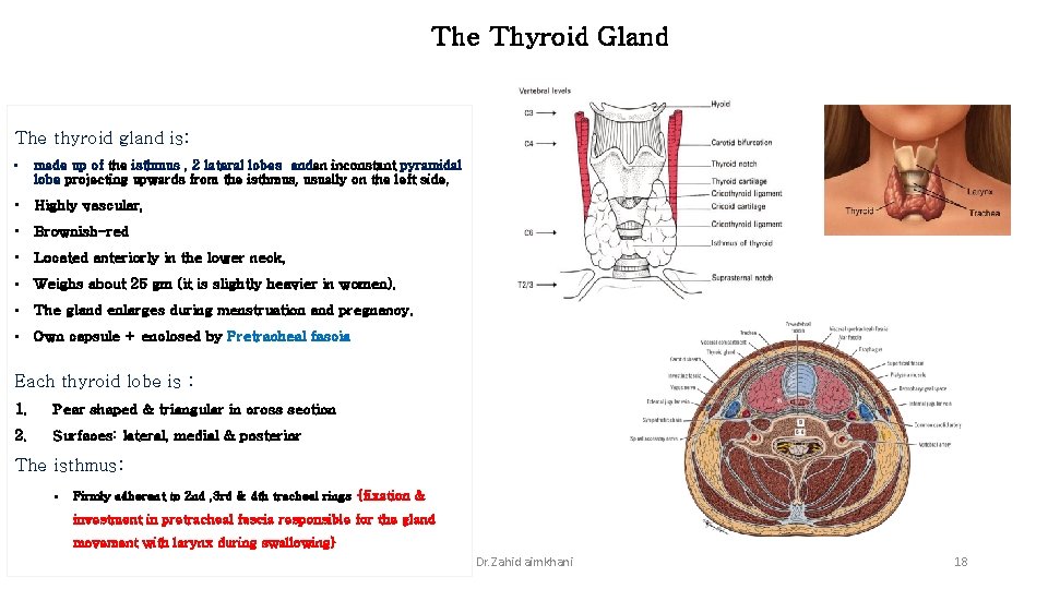 The Thyroid Gland The thyroid gland is: • made up of the isthmus ,