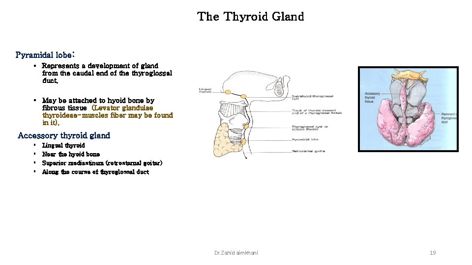 The Thyroid Gland Pyramidal lobe: § Represents a development of gland from the caudal