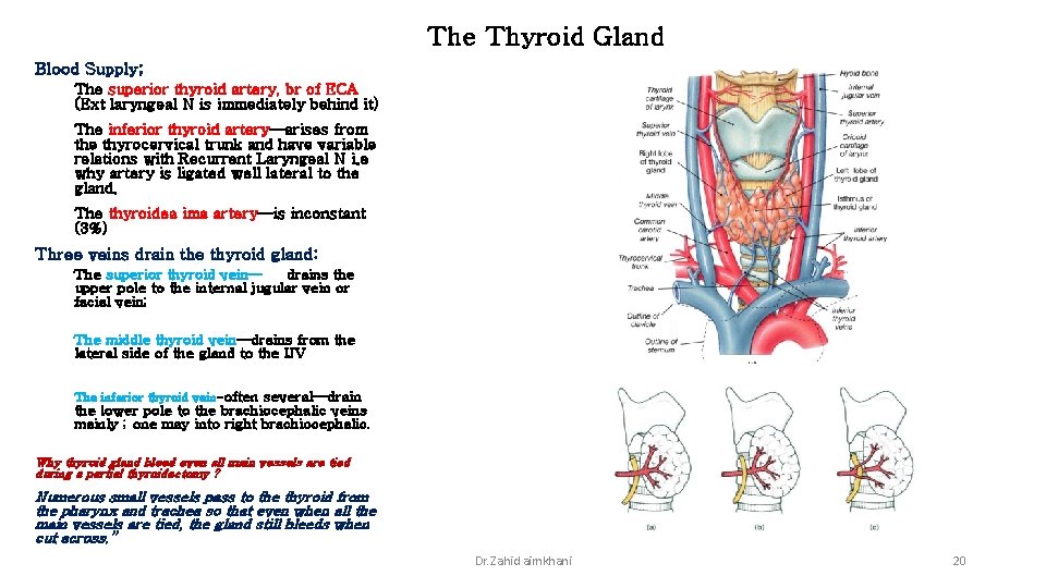 The Thyroid Gland Blood Supply; The superior thyroid artery, br of ECA (Ext laryngeal