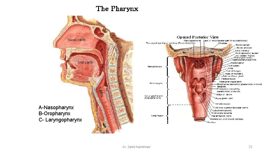 The Pharynx Nasal cavity A Oral cavity B C nx Lary A-Nasopharynx B-Oropharynx C-