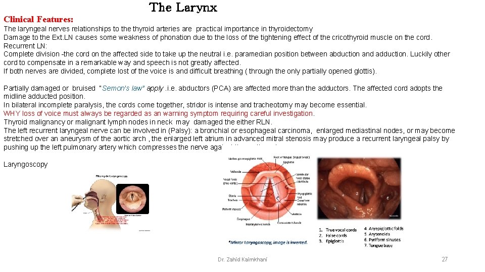 The Larynx Clinical Features: The laryngeal nerves relationships to the thyroid arteries are practical