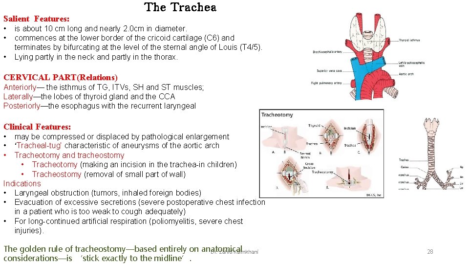 The Trachea Salient Features: • • • is about 10 cm long and nearly