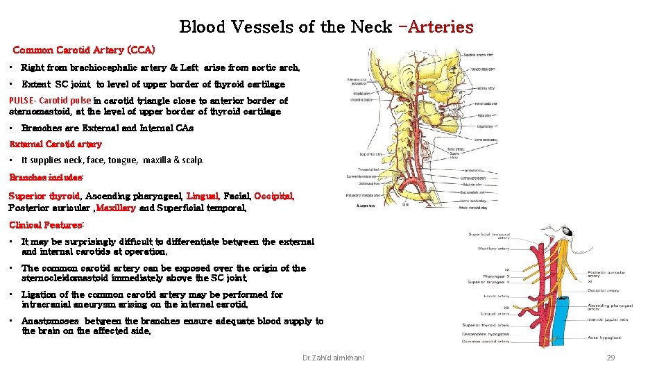 Blood Vessels of the Neck -Arteries Common Carotid Artery (CCA) • Right from brachiocephalic