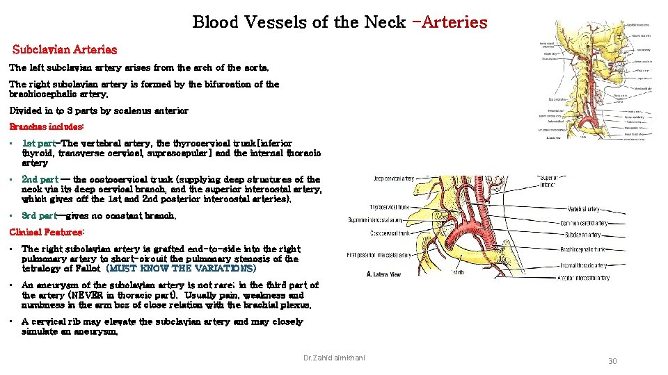 Blood Vessels of the Neck -Arteries Subclavian Arteries The left subclavian artery arises from