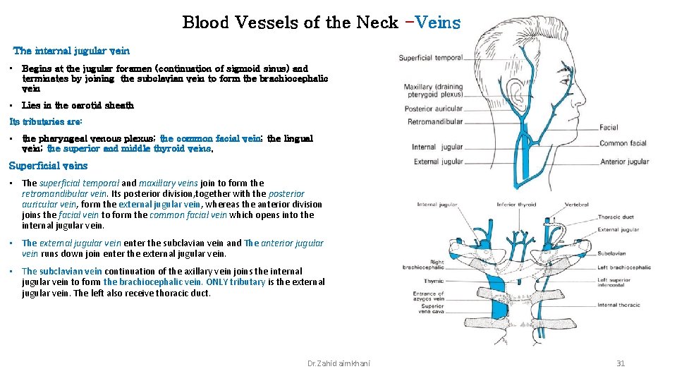 Blood Vessels of the Neck -Veins The internal jugular vein • Begins at the