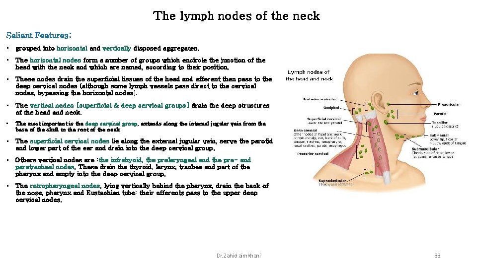 The lymph nodes of the neck Salient Features: • grouped into horizontal and vertically