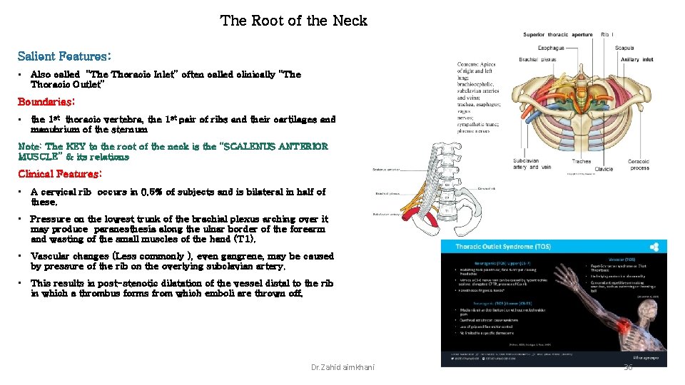 The Root of the Neck Salient Features: • Also called “The Thoracic Inlet” often