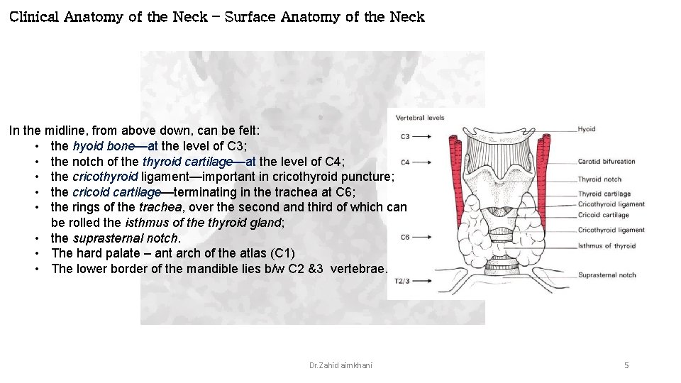 Clinical Anatomy of the Neck – Surface Anatomy of the Neck In the midline,