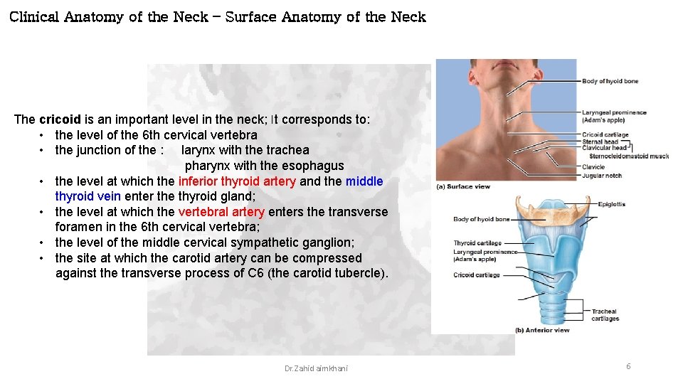 Clinical Anatomy of the Neck – Surface Anatomy of the Neck The cricoid is