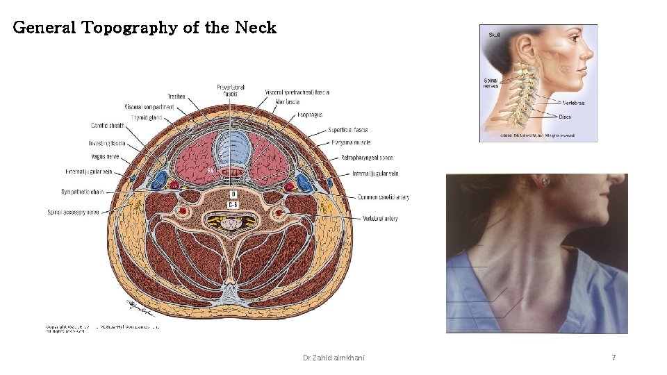 General Topography of the Neck Dr. Zahid aimkhani 7 