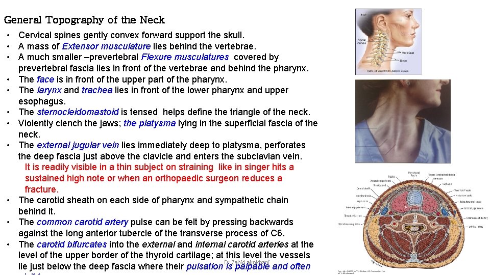 General Topography of the Neck • Cervical spines gently convex forward support the skull.