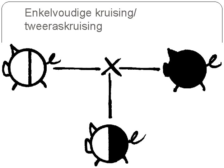 Enkelvoudige kruising/ tweeraskruising 