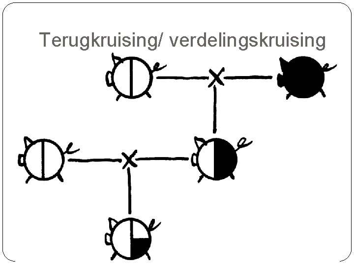 Terugkruising/ verdelingskruising 