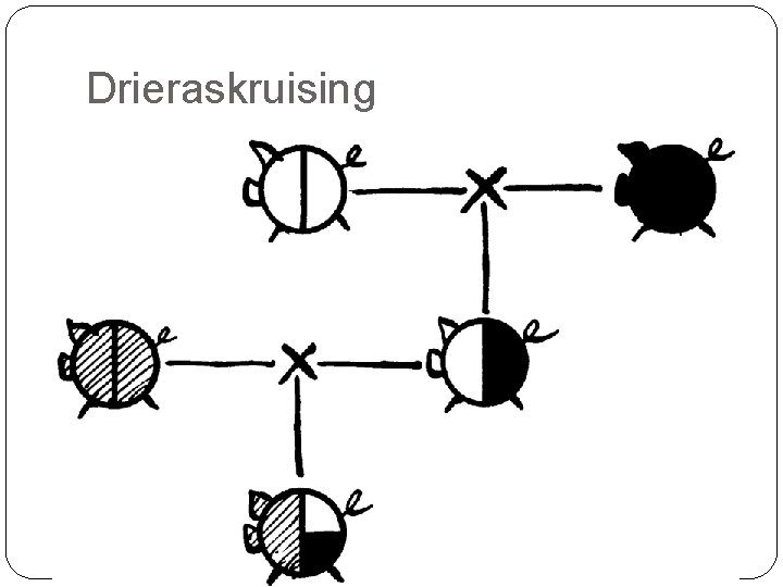 Drieraskruising 